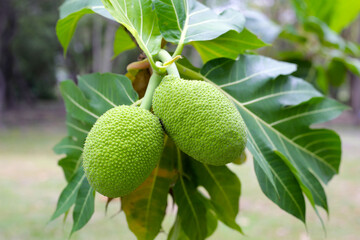 Wall Mural - Fresh breadfruit on the tree