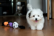 Happy Coton De Tulear Puppy Playing With Its Toy. The Furry Little Companion Has A Lot To Learning During Dog Training. ..