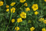 Ranunculus acris is a species of flowering plant in the family Ranunculaceae,  Common names include meadow buttercup, tall buttercup, common buttercup and giant buttercup.