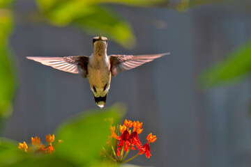 Juvenile Ruby Throated Hummingbird Hovering Near Milkweed