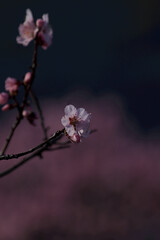 Wall Mural - tree blossom