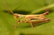 Closeup on the Common meadow grasshopper, Chorthippus parallelus, sitting on a green leaf