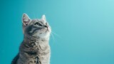 Fototapeta Zwierzęta - British Shorthair with a chubby cheeked smile on a pastel blue background an image of comfort and reliability with copyspace