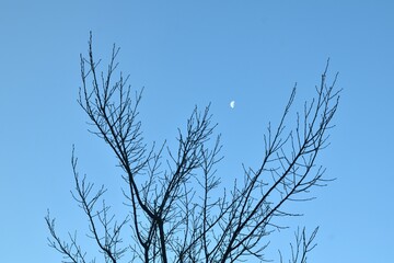 Wall Mural - half moon floating on sky with blurry silhouette tree background in morning