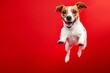 Jack Russell Terrier in mid leap a display of boundless energy on a vivid red background with ample copyspace