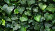 Ivy wall climbing patterns of persistence on a vibrant life green background natures takeover with generous copyspace
