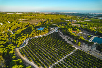 Wall Mural - Aerial view of farmlands surrounded by trees at sunny summer day. Costa Blanca, Spain