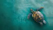 © Sara_P - Turtle slowly navigating a seafoam green background a journey of persistence with generous copyspace