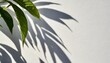 blurred shadow from leaves plants on the white wall minimal abstract background