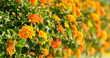 beautiful bright yellow-orange flowers of Lantana camara, natural floral background. spring summer season. flowering plant of Lantana camara (Spanish Flag or Phakakrong) verbena family. copy space