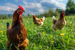 Chickens on a field of grass