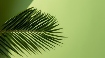 Palm tree with tropical leaves on a green background with a place for text. The concept of recreation, tourism and sea travel.