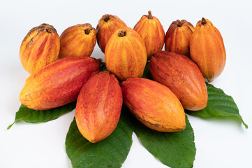 Wall Mural - Big group of cacao pods