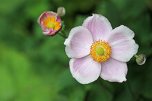 Pink Japanese Anemone Flower In Close Up