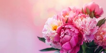 Mixed Pink Peonies Cluster For Vibrant Floral Arrangements. Soft Pink Gradient Background Enhances The Beauty Of Peonies. Fresh Pink Peony Blossoms Perfect For Spring Season Décor.