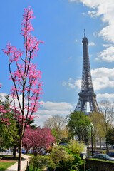 Wall Mural - Paris, France. Trocadero gardens, red leaf trees and the Eiffel Tower. April 9, 2023.