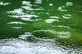 Fototapeta  - Raindrops falling on a calm water surface during a gentle rain