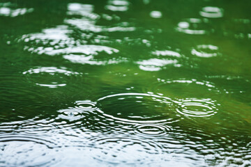 Wall Mural - raindrops falling on a calm water surface during a gentle rain
