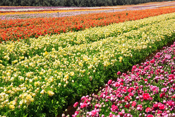 Canvas Print - The carpet of garden buttercups