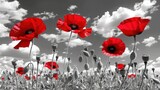 Fototapeta Panele - a black and white photo of red poppies in a field with a blue sky and clouds in the background.