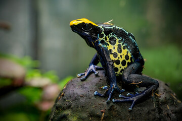 Canvas Print - The Dyeing Poison Dart Frog (Dendrobates tinctorius)