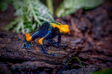 Wall Mural - The Dyeing Poison Dart Frog (Dendrobates tinctorius)