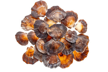 Wall Mural - collection of seashells on white background
