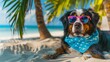 Bernese Mountain Dog lying on the beach with sunglasses and a blue bandana.