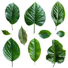 Wall Mural - various green leaves isolated
