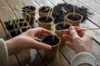 Replanting young tomato plants into cardboard pots