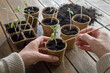 Female hands repot young tomato plants into cardboard pots