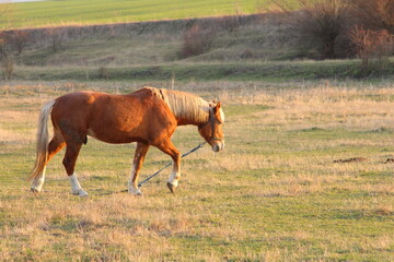 Wall Mural - A horse walking in a field