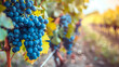 Branch of blue grapes on vine in vineyard, very shallow focus,A bunch of blue grapes hangs on a vine on an autumn sunny day. Harvest time. Selective focus,close up of fresh grapes on vine
