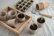 Replanting tomato seedlings in paperboard pots