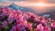 In the midst of a summer mountain landscape, magical pink rhododendron flowers bloom abundantly, casting a spell of beauty and enchantment. Against the backdrop of towering peaks and lush greenery