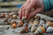 A hand grabbing a snail from a pile on the table, raw food preparation