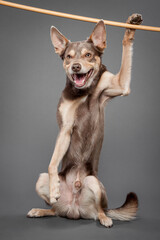 Wall Mural - funny australian kelpie dog holding onto a wooden stick in the studio on a grey background