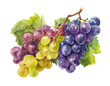 Weintrauben Frisch Obst Trauben Wasserfarben