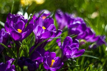 Wall Mural - crocus flowers -  one of spring flowers