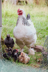 Sundheimer Henne (Zweinutzungshuhn) mit Küken in verschiedenen Farben und Rassen