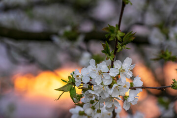 Poster - blooming tree in spring