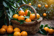 Frisch gepflückte Orangen im Korb umgeben von grünen Blättern