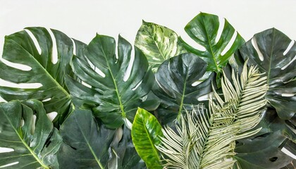 Canvas Print - tropical foliage plants variegated leaves of monstera and alocasia popular rainforest houseplants on white green variegated leaves pattern nature frame border background