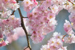 Frühling mit der Zartheit der Kirschblüte in pink