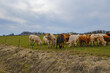 Kuhherde auf einer Weide bei Teuschnitz Bayern Frankenwald
