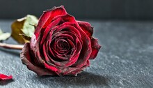 Dry Red Rose On Black Background