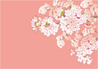 桜のデザインテンプレート。手描きの背景素材。和風。