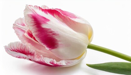 Sticker - pink and white terry tulip tulipa on a white isolated background close up