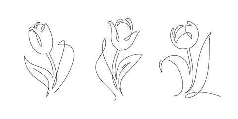 One line tulip flowers, vector drawing