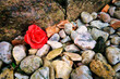 Rose petals on Stone - Background - Close Up - Concept -  Postkarte - Karte - Hintergrund